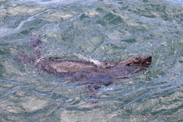 Shark Cage Diving, South Africa