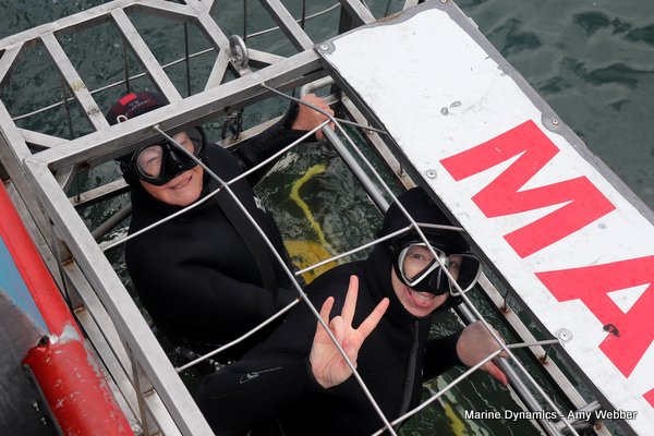 Shark Cage Diving, South Africa