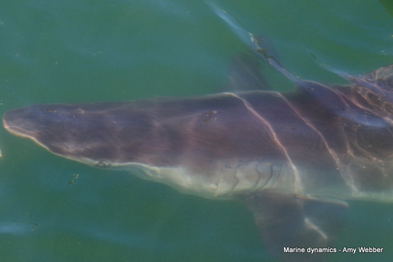 Bronze whaler shark, South Africa