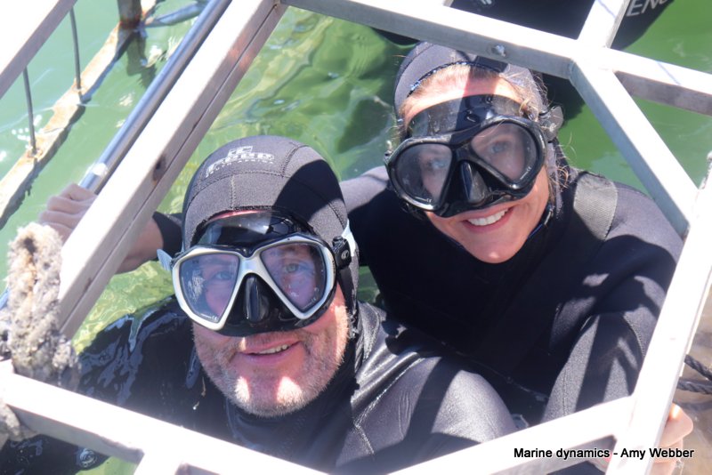 Shark cage diving, South Africa