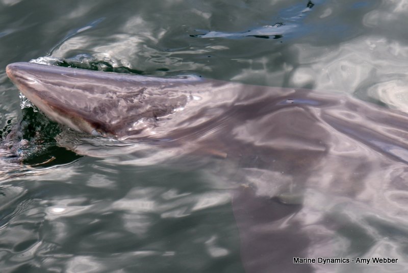 Bronze whaler sharks, South Africa