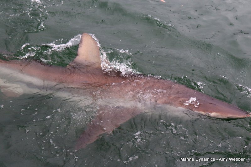 Shark Cage Diving, South Africa