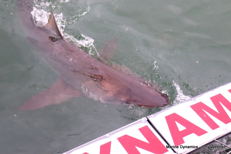 Shark Cage Diving, South Africa