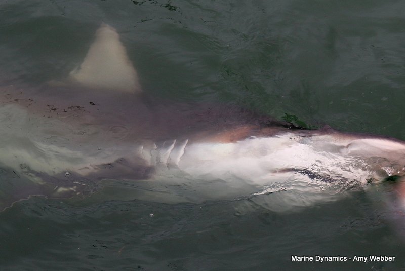 Shark Cage Diving, South Africa