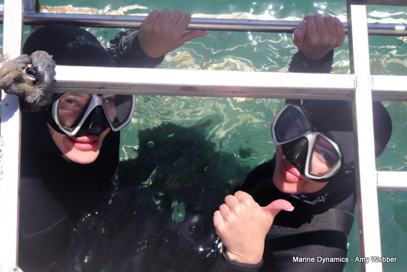 Shark Cage Diving, South Africa