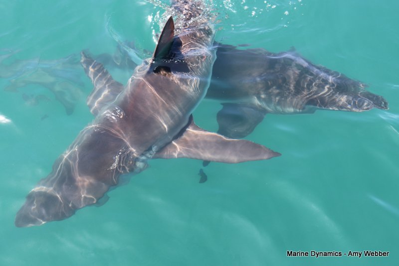 Bronze whaler sharks, South Africa
