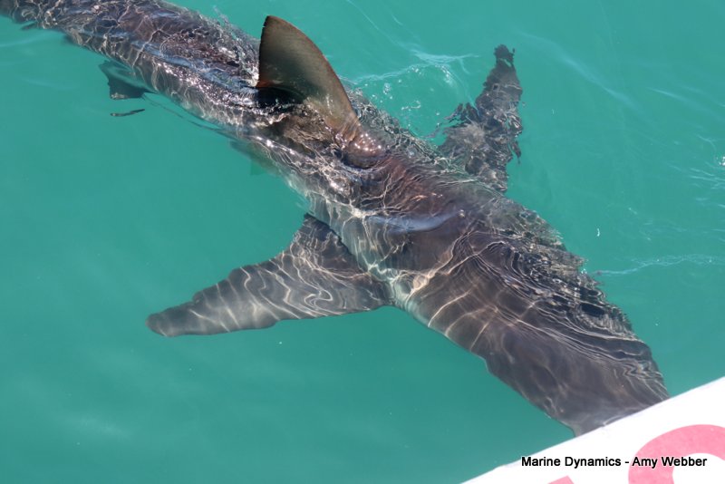 Bronze whaler sharks, South Africa