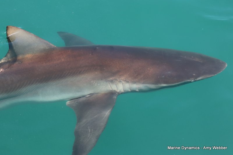 Bronze whaler sharks, South Africa