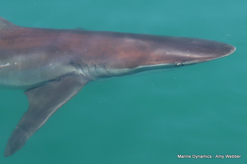 Bronze whaler sharks, South Africa