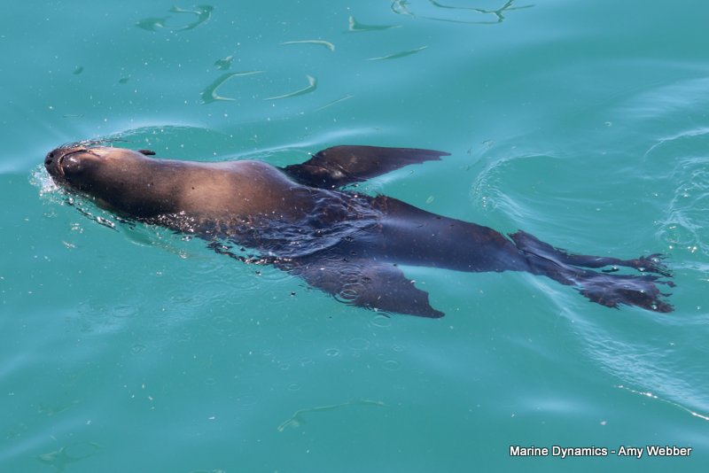 Cape fur seal, South Africa