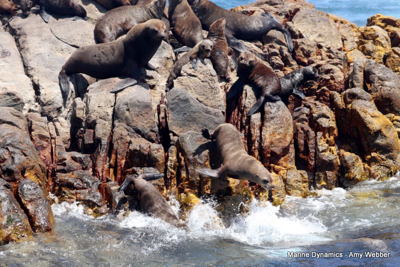 Cape fur seal, South Africa