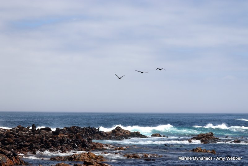 Cape fur seal, South Africa