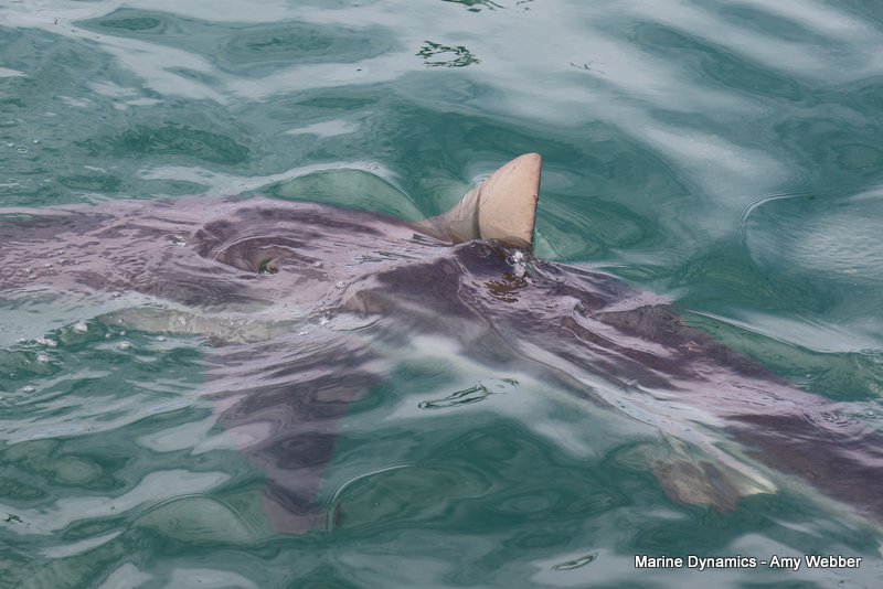 Bronze whaler shark, South Africa