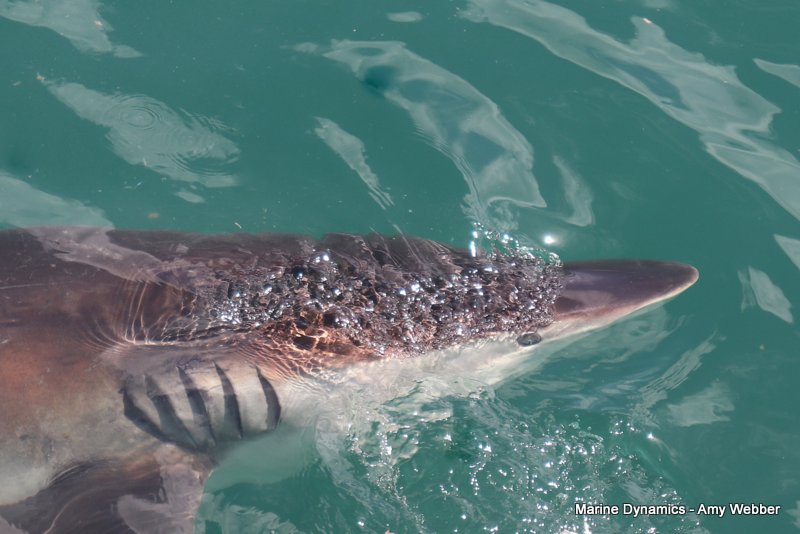 Bronze whaler sharks, South Africa