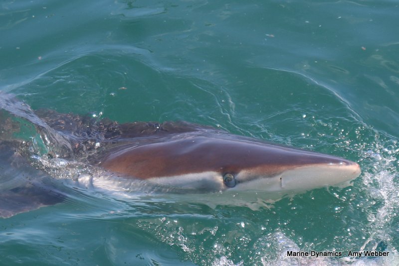 Bronze whaler sharks, South Africa