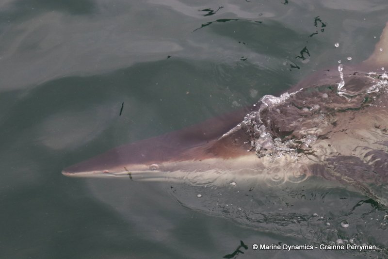 Bronze whaler sharks, South Africa