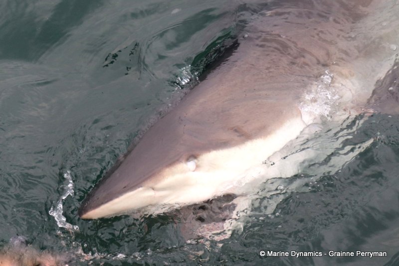 Bronze whaler sharks, South Africa