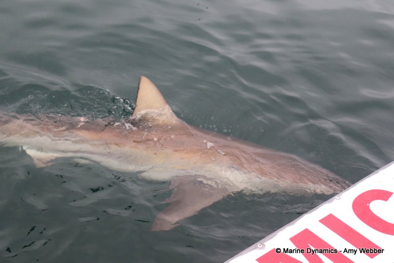 Bronze whaler shark, South Africa