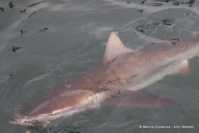 Bronze whaler shark, South Africa
