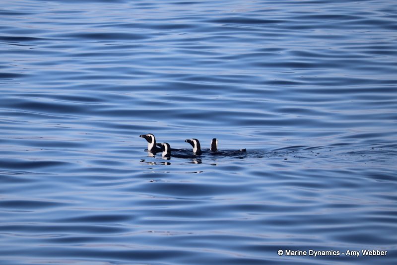 African penguins, South Africa