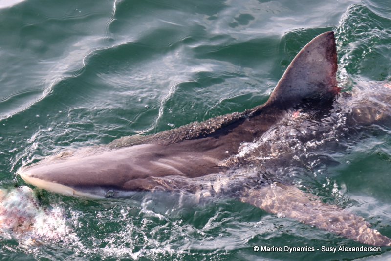 Bronze whaler sharks, South Africa