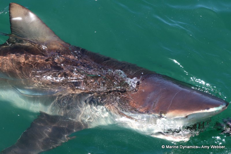 Bronze whaler shark, South Africa