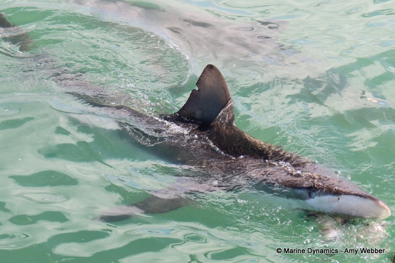 Bronze whaler shark, South Africa