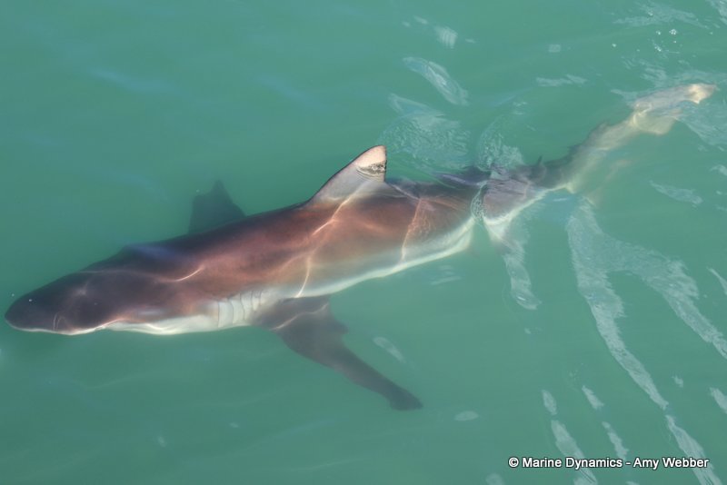 Bronze whaler shark, South Africa