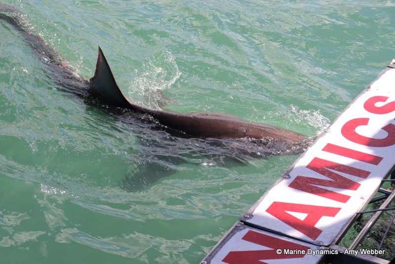 Bronze whaler shark, South Africa
