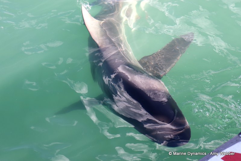 Bronze whaler shark, South Africa