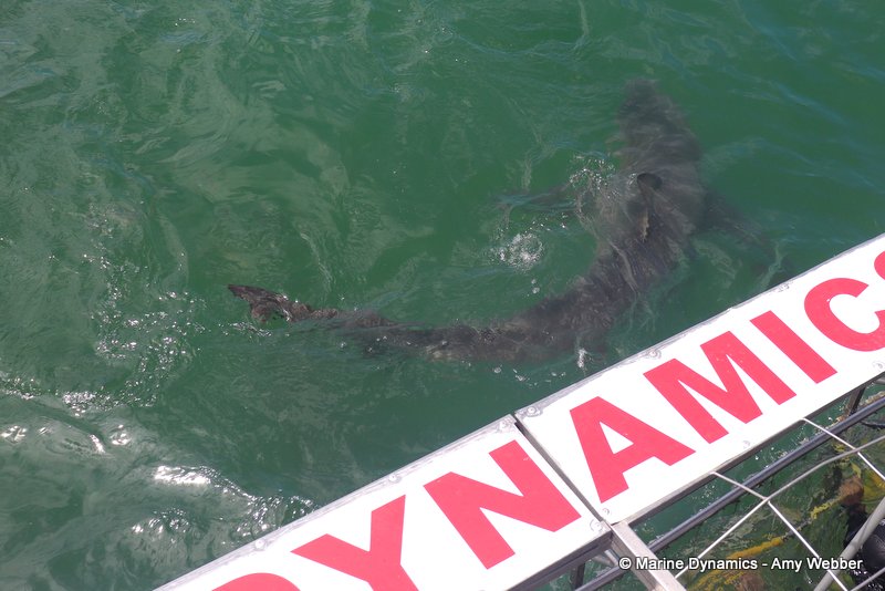 Bronze whaler shark, South Africa