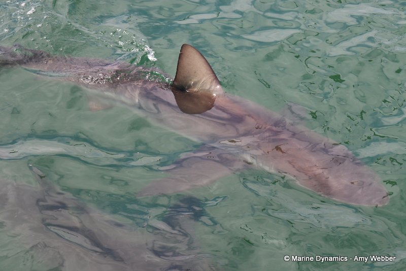 Bronze whaler shark, South Africa