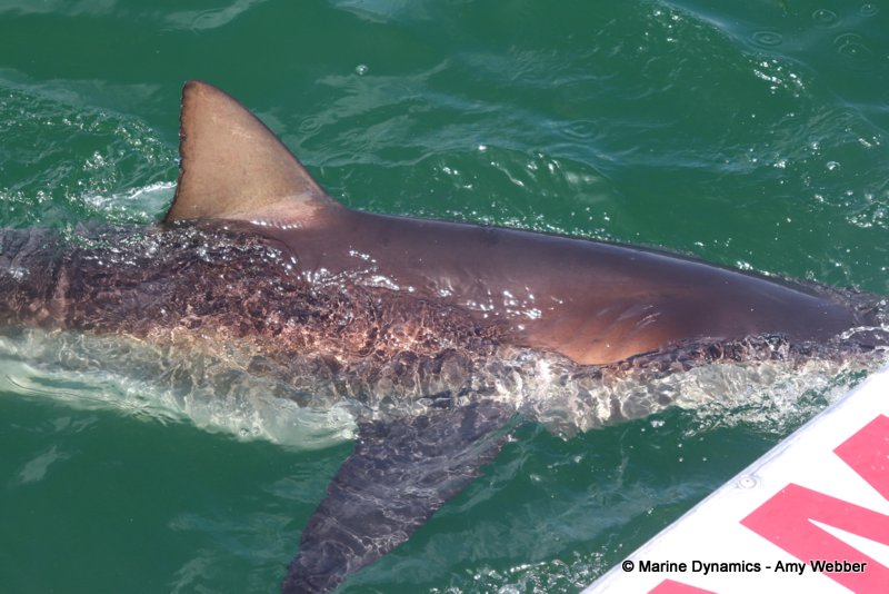 Bronze whaler shark, South Africa
