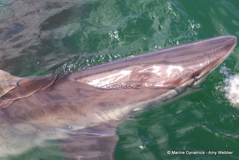 Bronze whaler shark, South Africa