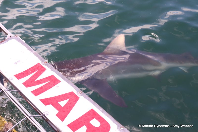 Bronze whaler shark, South Africa