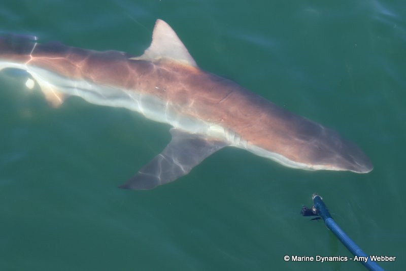 Bronze whaler shark, South Africa