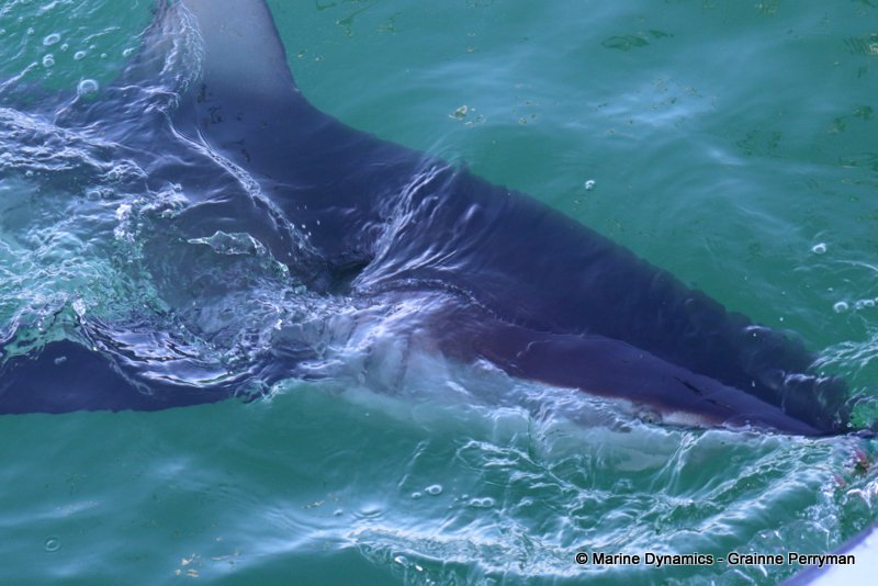 Bronze whaler sharks, South Africa