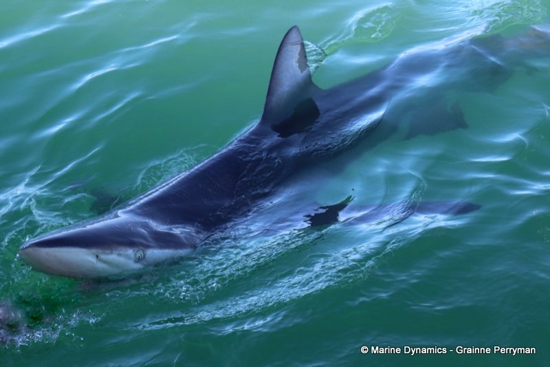 Bronze whaler sharks, South Africa