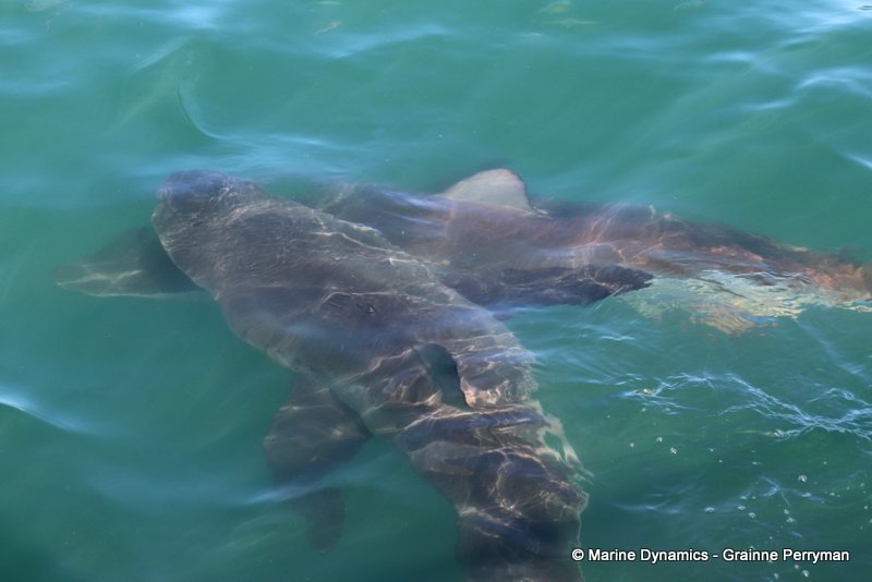 Bronze whaler sharks, South Africa