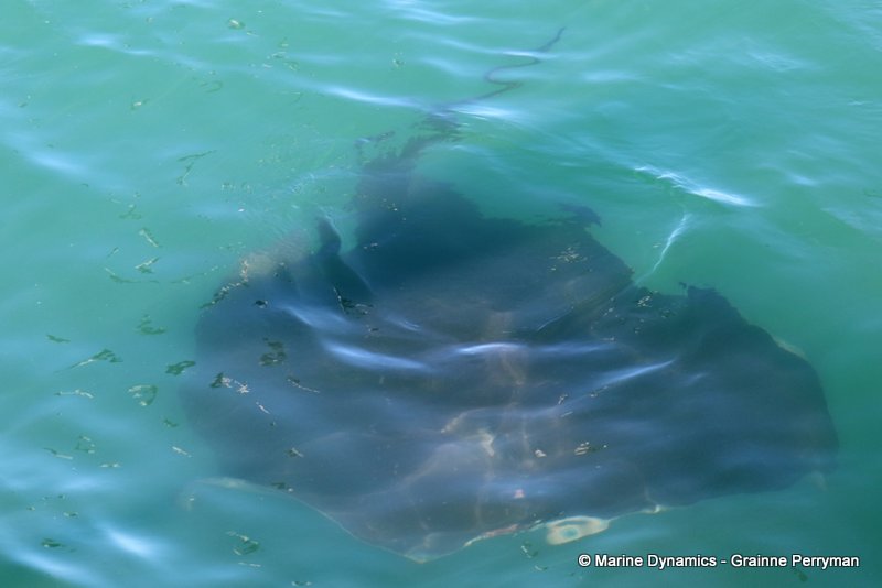 Shark Cage Diving, South Africa