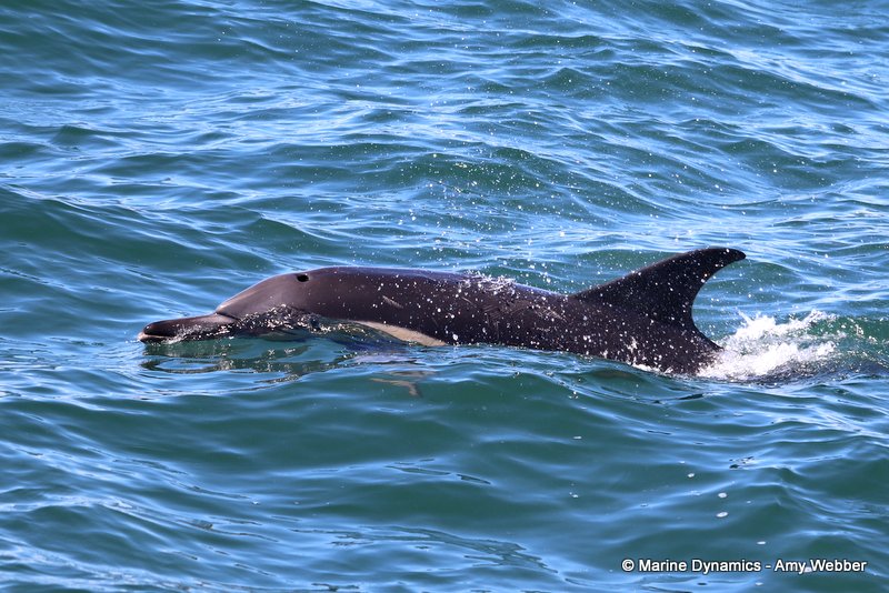 Common dolphins, South Africa