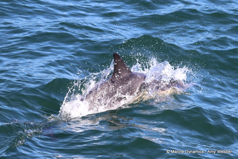 Common dolphins, South Africa