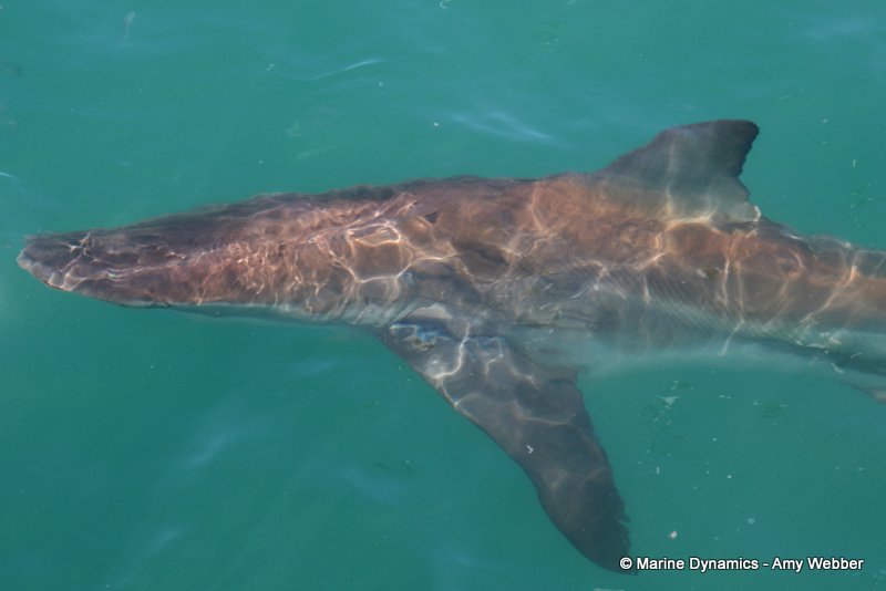 Bronze whaler sharks, South Africa