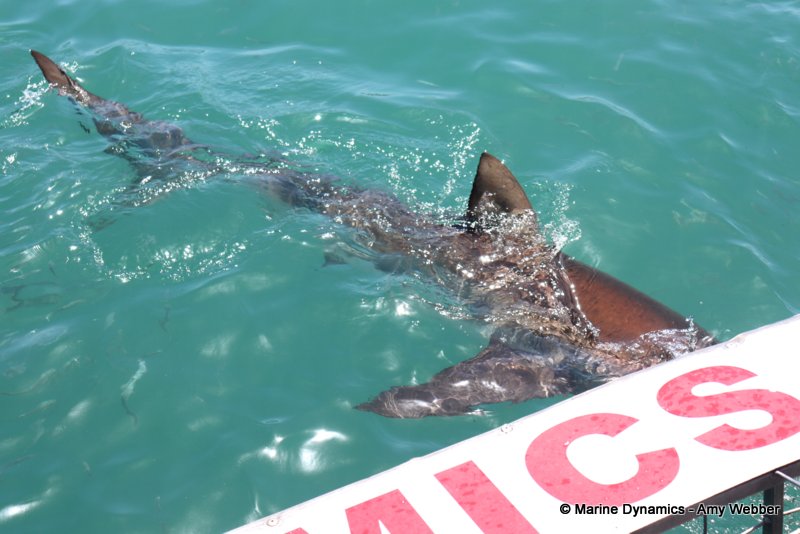 Bronze whaler sharks, South Africa