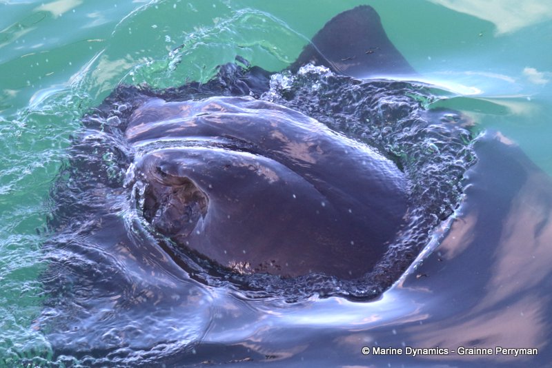 Shark Cage Diving, South Africa