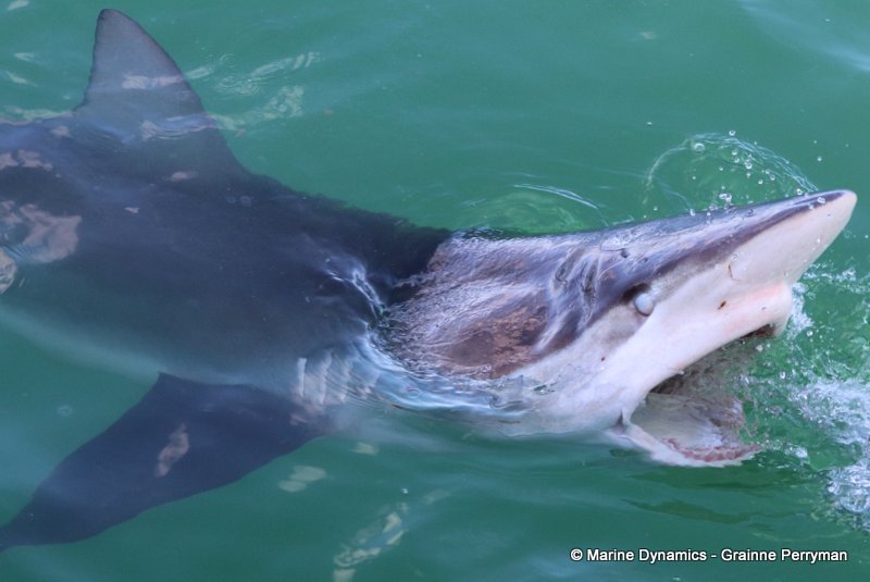 Shark Cage Diving, South Africa