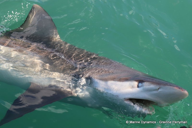 Shark Cage Diving, South Africa