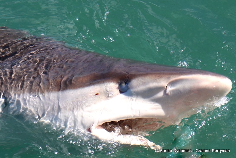 Shark Cage Diving, South Africa
