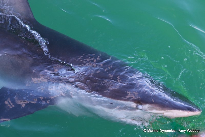 Bronze whaler shark, South Africa