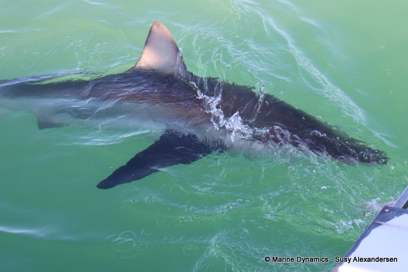 Shark Cage Diving, South Africa